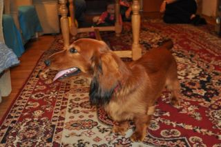 Jamnik d�ugow�osy